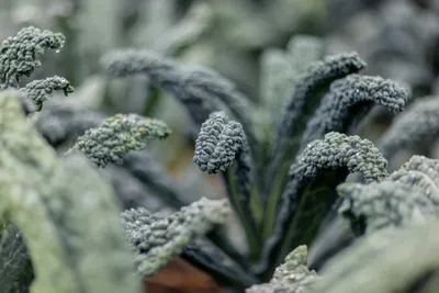 Kale grows on Teresa Shiraishiâs small organic flower and vegetable farm in Sequim, Washington on July 24, 2023. Siraishi is a Clinical Social Work/Therapist with a focus on racial identity and trauma, among other things. She also has a background in social justice organizing. For the past few years she and her husband have turned some of their focus to organic farming.